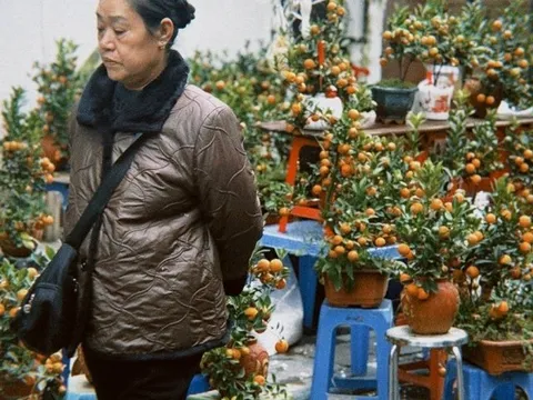 Chợ hoa cổ nhất Hà Nội ngày 23 tháng Chạp: Quất chum, quất mini "chiếm sóng", đào khủng vắng bóng, người xem nhiều hơn người mua