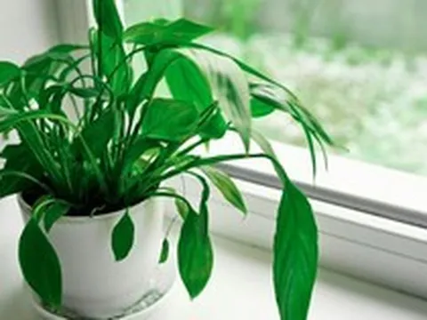 4 loại cây rất hợp cho người trên 40 tuổi: Trồng trong nhà hay ngoài sân đều có lợi