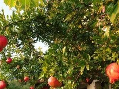 3 loại cây “hút” vượng khí, nên trồng trước nhà