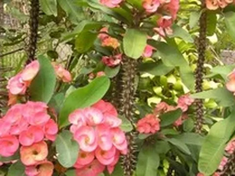 5 cây nhà giàu ít trồng