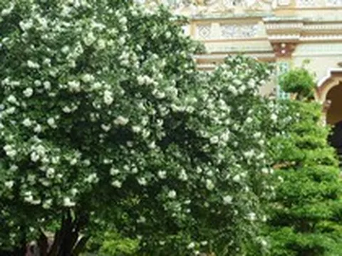6 lợi ích khi trồng một cây nguyệt quế trong nhà