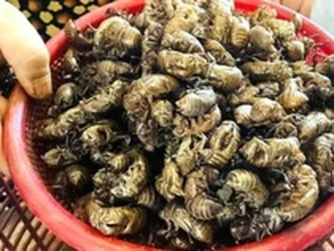 Người dân Gia Lai đổ xô tìm xác ve sầu bán giá cao