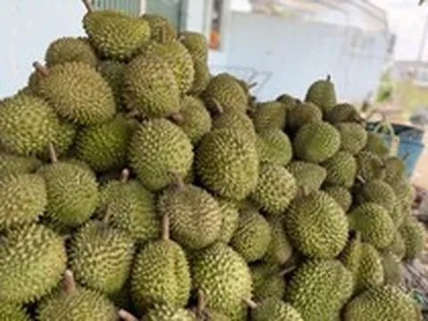 Cadimi: Lỗ hổng kỹ thuật hay hồi chuông cảnh báo với ngành sầu riêng?